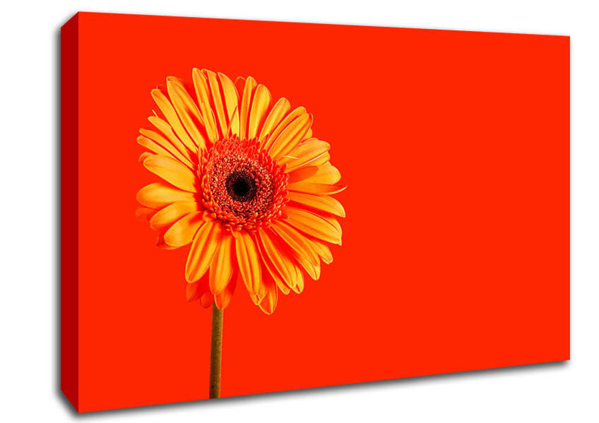 Orange On Orange Gerbera Canvas Wall Art