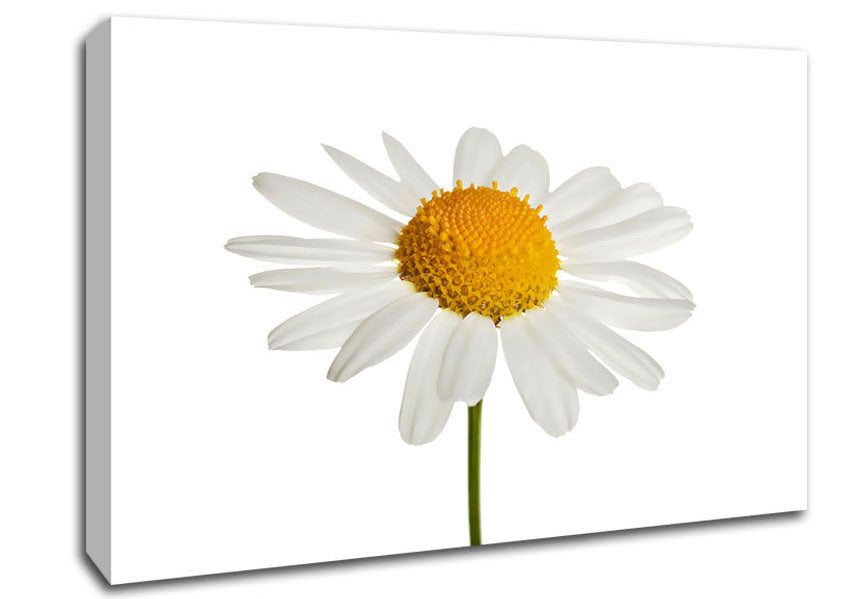 White Daisy Stem Canvas Wall Art