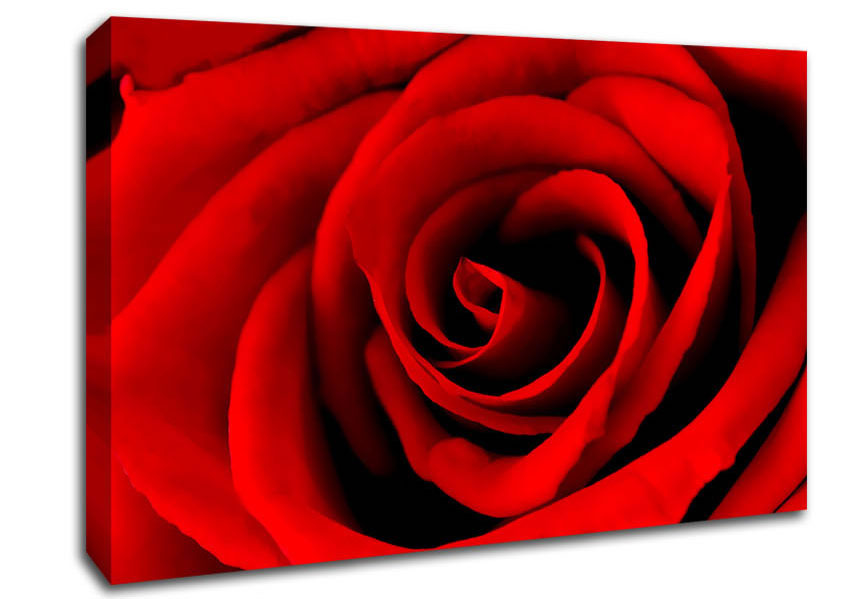 Red Rose Beauty Canvas Wall Art