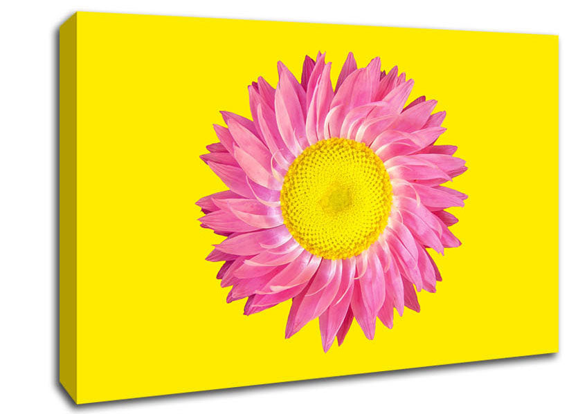 Pink Daisy On Yellow Twist Canvas Wall Art