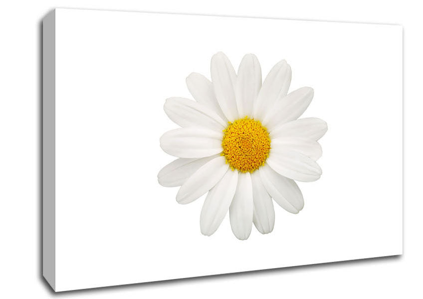 White On White Daisy Canvas Wall Art