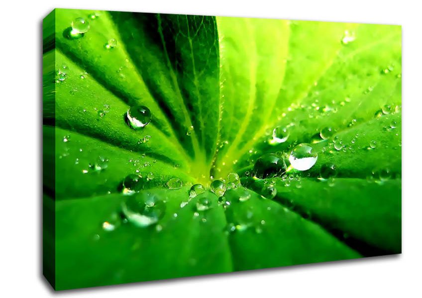 Sunlit Leaf Droplets Canvas Wall Art