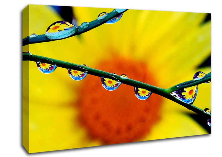 Dewdrop Reflections Canvas Wall Art