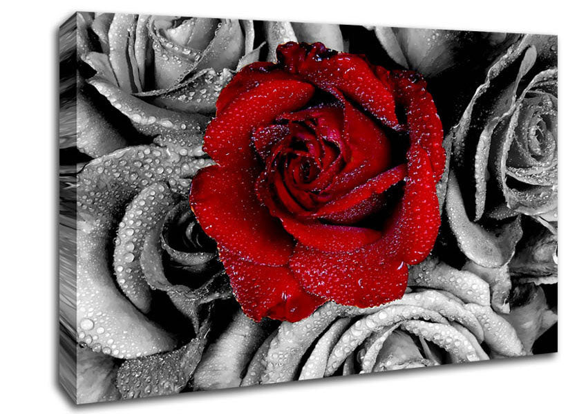 Red Rose On A Sea Of B n W Canvas Wall Art