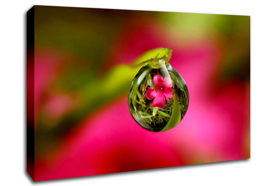 Reflection Of A Pink Flower Canvas Wall Art