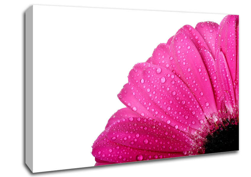 Pink Dewdrop Petals Canvas Wall Art