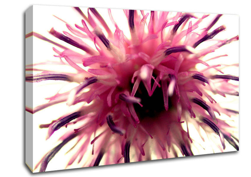 Pink Flower Head Explosion Canvas Wall Art