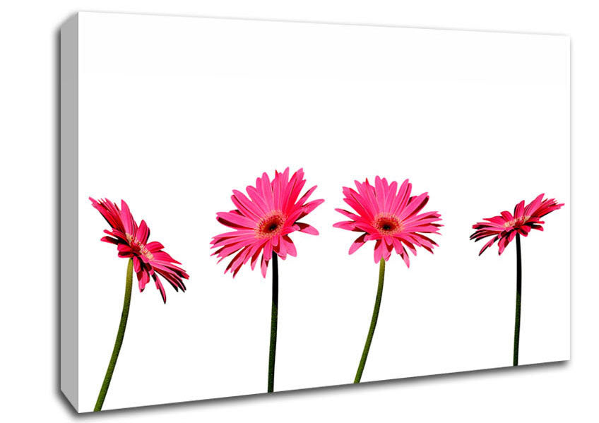 Pink Gerbera Quads Canvas Wall Art