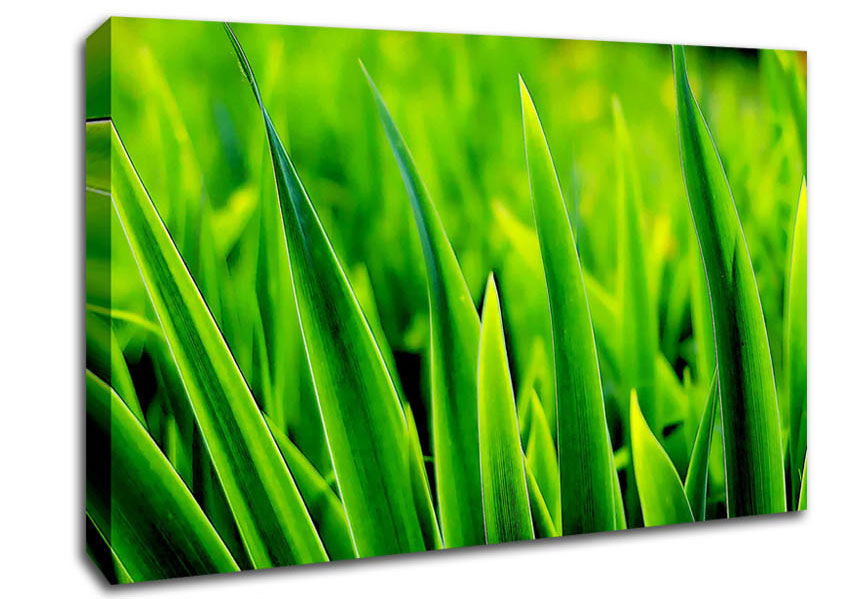 Green Leaf Shafts Canvas Wall Art