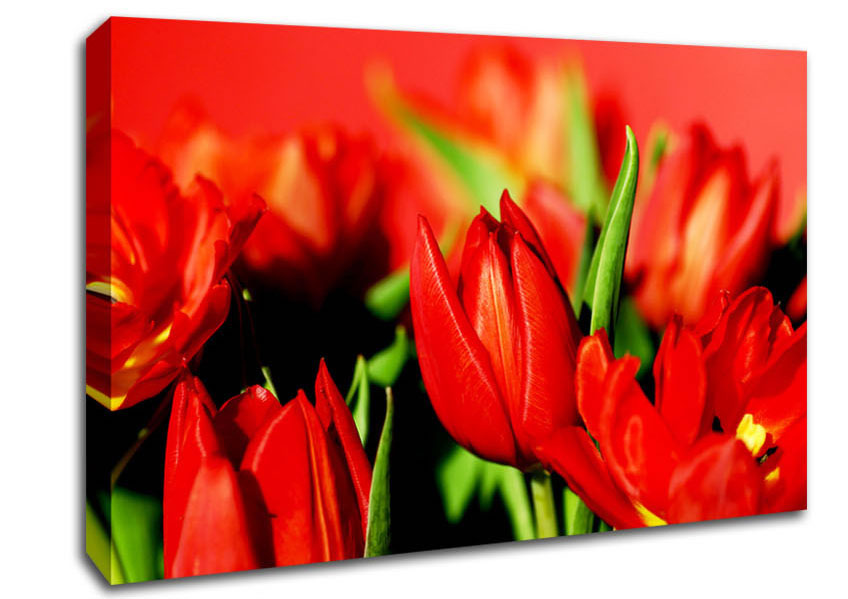 Tulips In Sunlight Canvas Wall Art