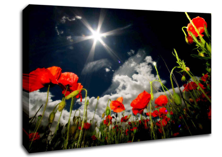 Poppy Field Sun Star Canvas Wall Art