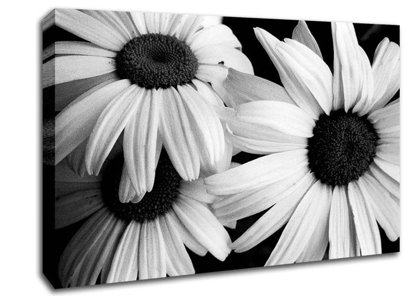 Daisy Petal Beauty B n W Canvas Wall Art