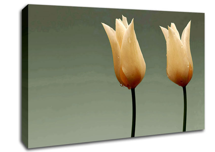 Cream Fire Tulips Canvas Wall Art