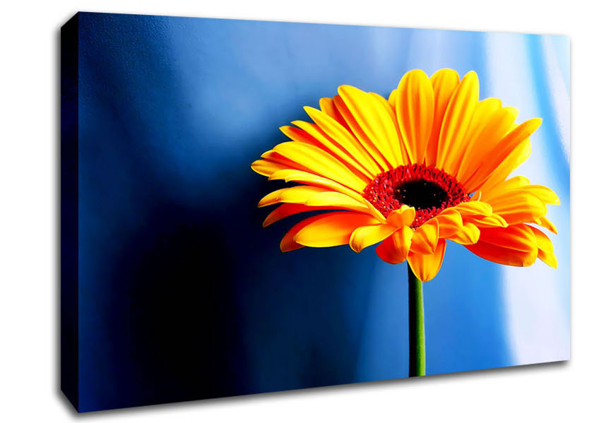 Single Orange Gerbera Canvas Wall Art
