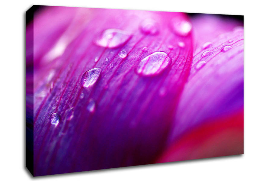 Pink Petal Dew Canvas Wall Art