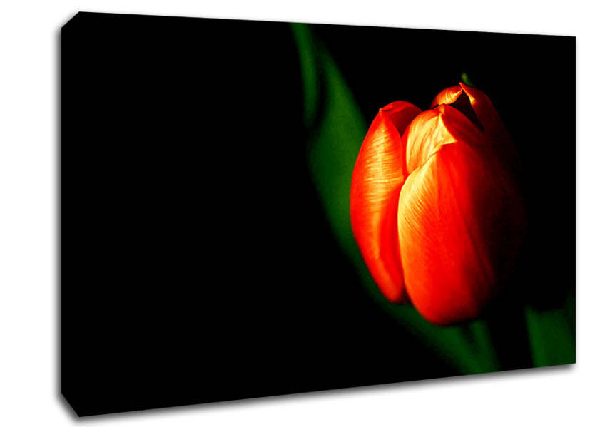 Tulip In Blazing Sun Canvas Wall Art