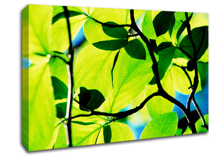 Green Leaves In Sunlight Canvas Wall Art