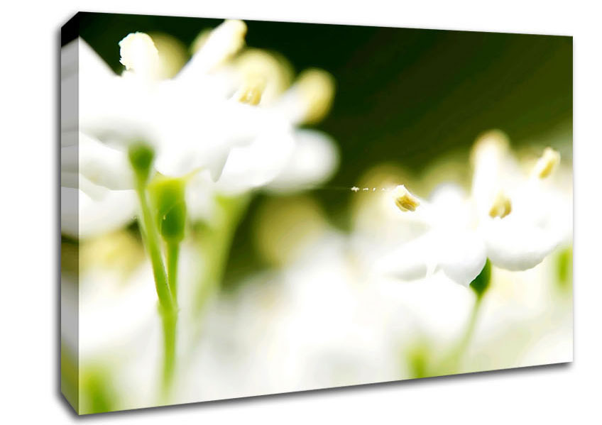 White Flower Heaven With Web Canvas Wall Art