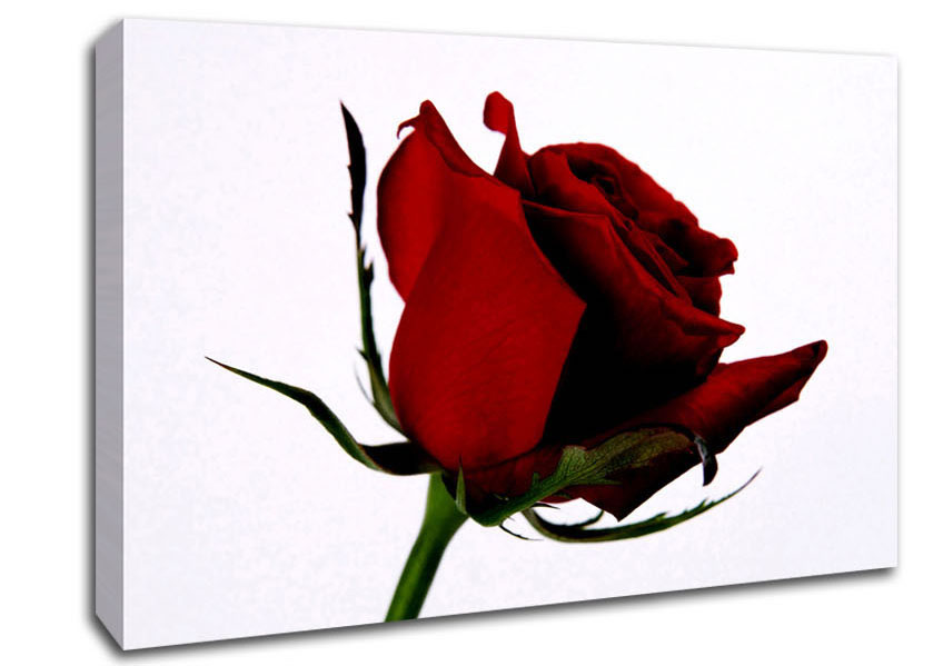 Single Red Rose Canvas Wall Art