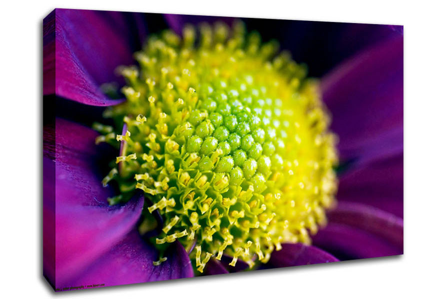 Purple Centre Of A Daisy Canvas Wall Art