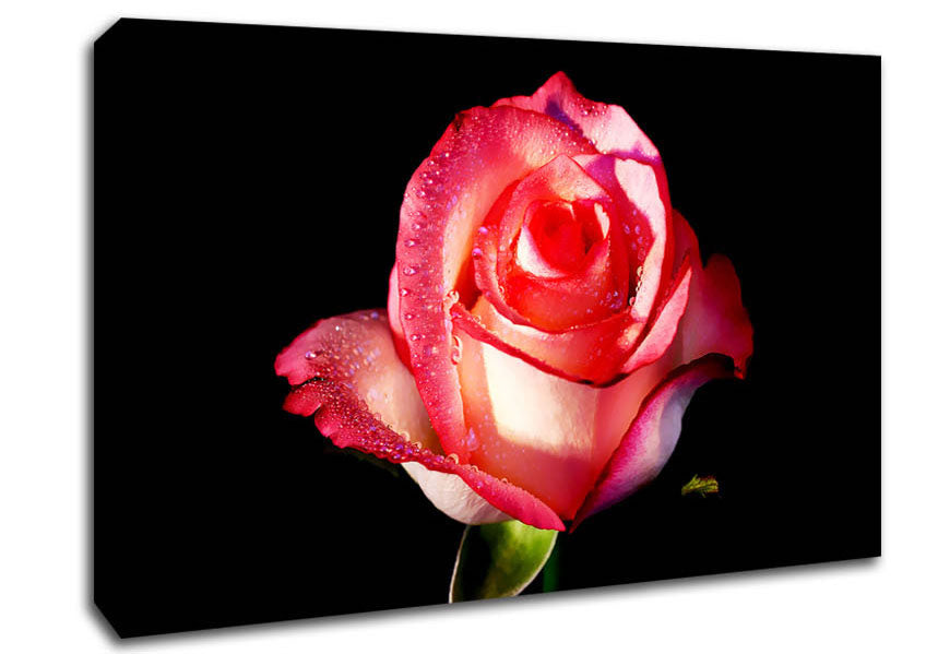Pink Passion Rose Canvas Wall Art