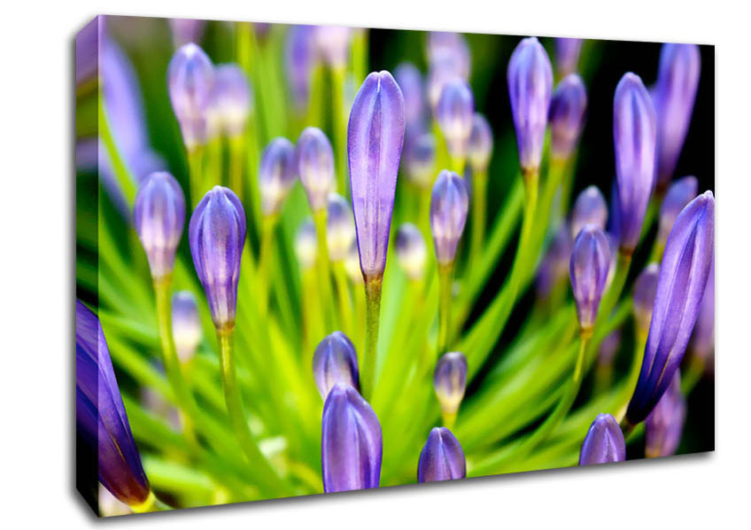 The Growth Of Purple Canvas Wall Art