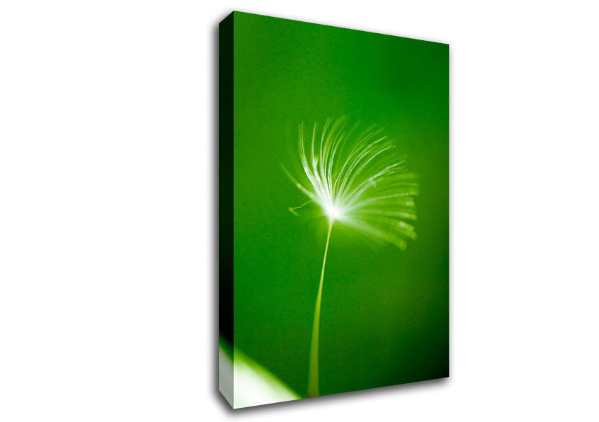 White Whisper Sunlight Canvas Wall Art