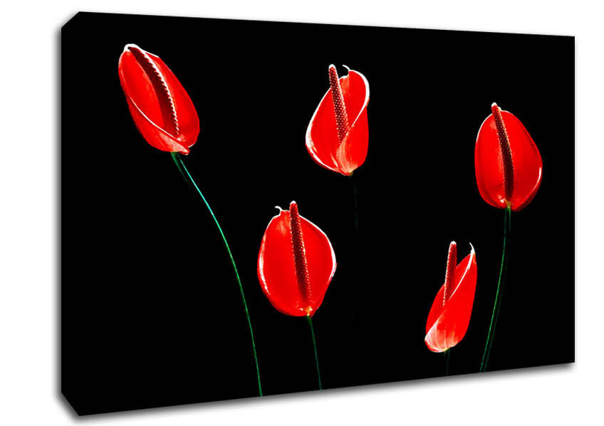 Beatiful Red Night Flowers Canvas Wall Art