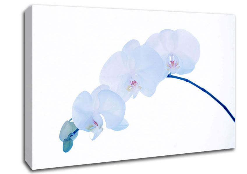 Baby Blue Stem Canvas Wall Art