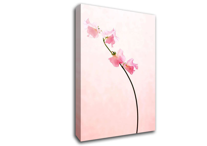Pink On Pink Canvas Wall Art