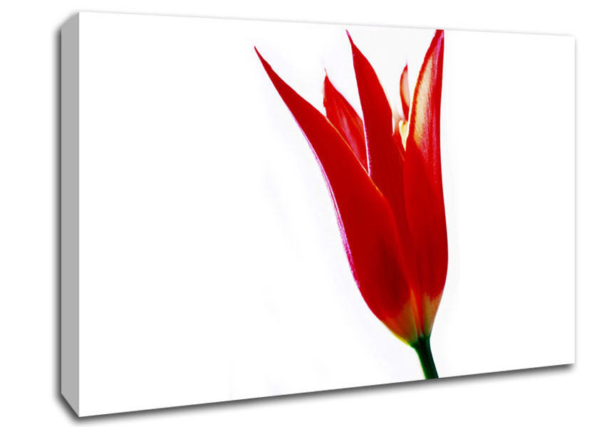 Single Fire Tulip Canvas Wall Art