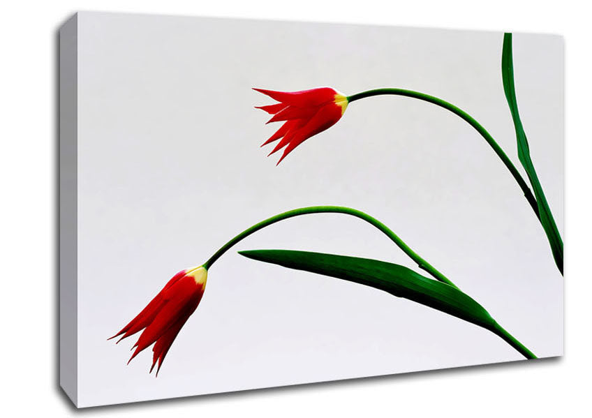 Twin Fire Tulips Canvas Wall Art