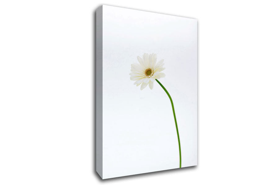 White On White Daisy Canvas Wall Art