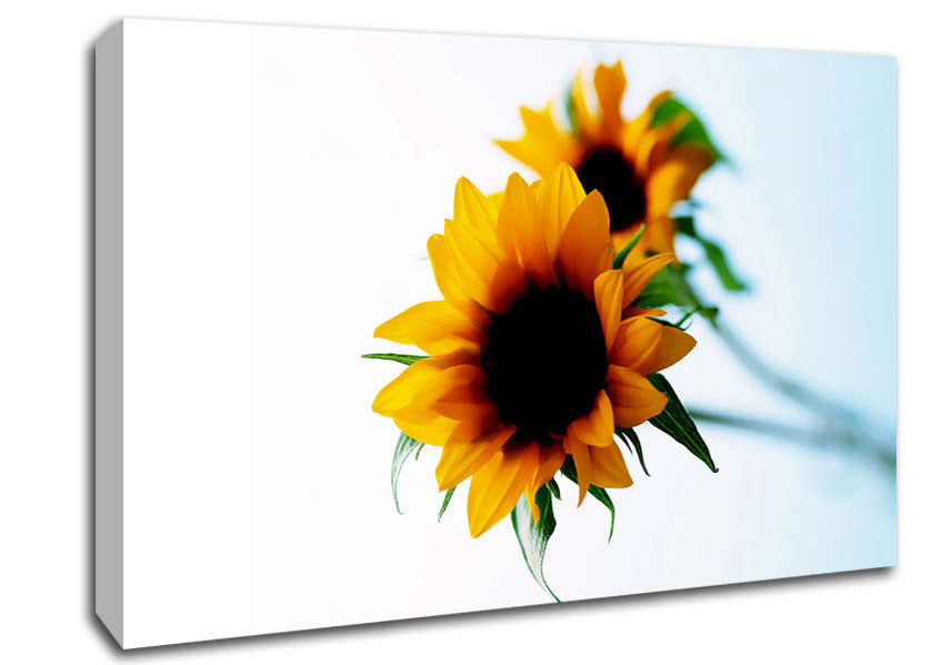 Yellow Sunflower Duo Canvas Wall Art