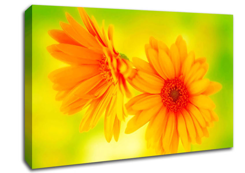 Vibrant Yellow Daisys Canvas Wall Art