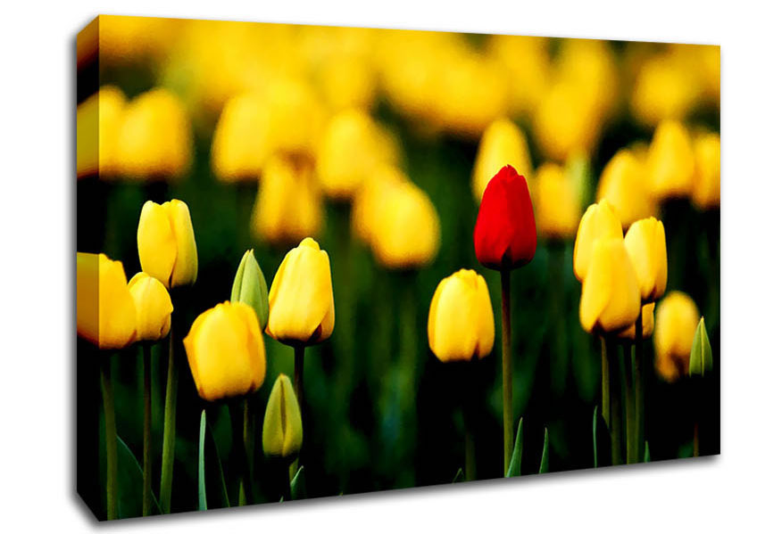Red Tulip In A Field Of Yellows Canvas Wall Art