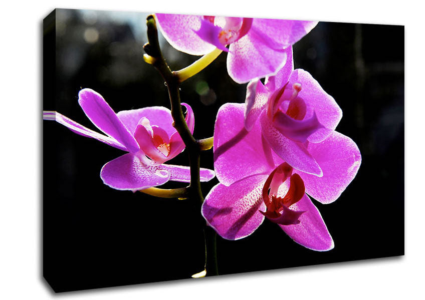 Orchid In Sunlight Canvas Wall Art