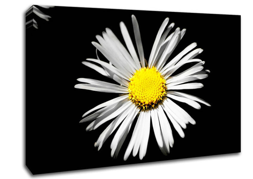 White Daisy Sunlight Canvas Wall Art