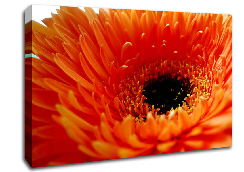Orange Gerbera Close-Up Canvas Wall Art