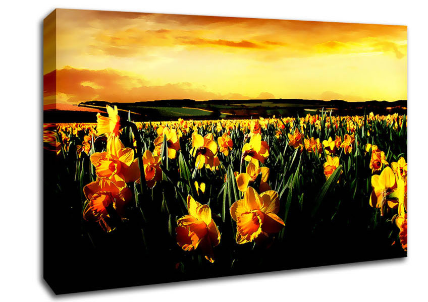 Field Of Golden Daffodils Canvas Wall Art