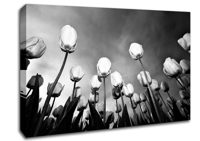 Black And White Tulip Skys Canvas Wall Art