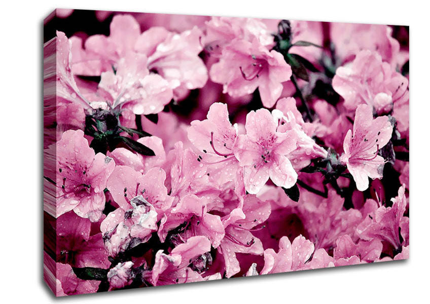 Pink Ocean Spray Canvas Wall Art