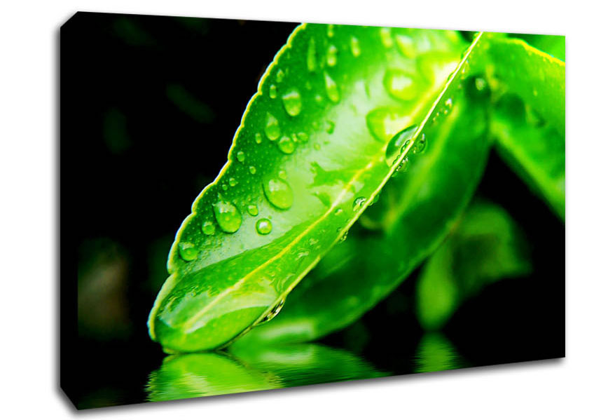 Green Leaf Reflection Canvas Wall Art