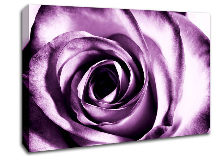 Purple Rose Delight Canvas Wall Art