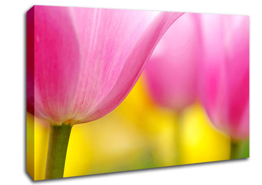 Close-Up Soft Heaven Tulip Canvas Wall Art