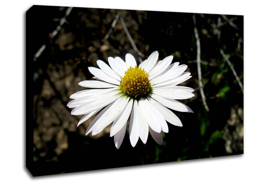 White Single Daisy Head Canvas Wall Art