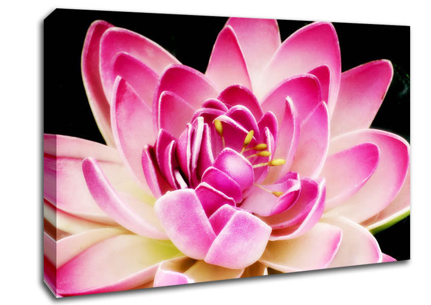 Water Lily Petals Canvas Wall Art
