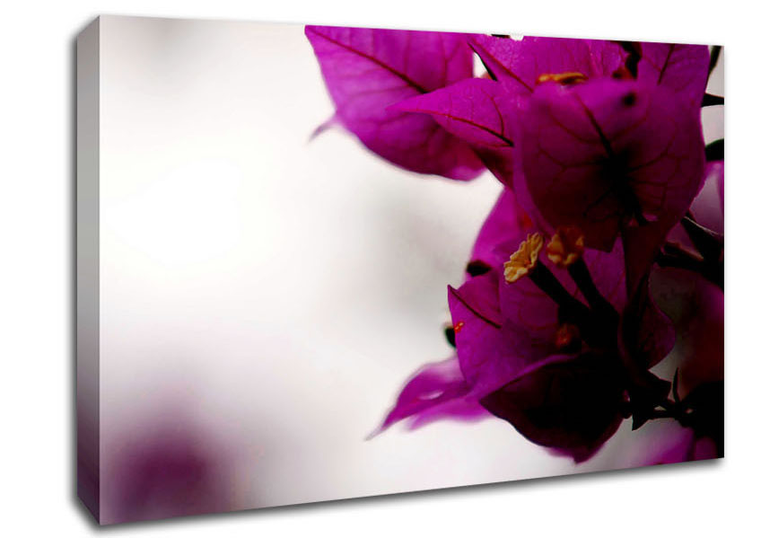 Stunning Cerise Winter Flowers Canvas Wall Art
