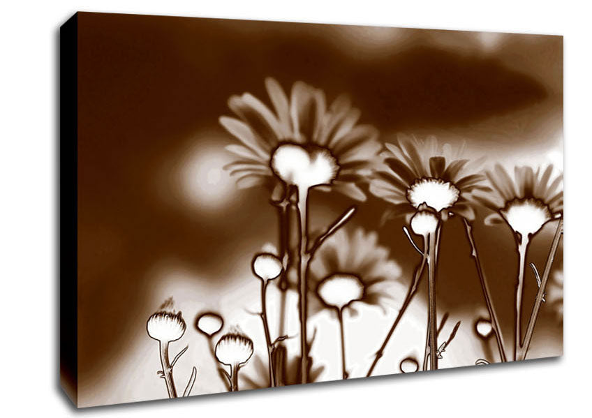 X-Ray Daisys Brown Canvas Wall Art