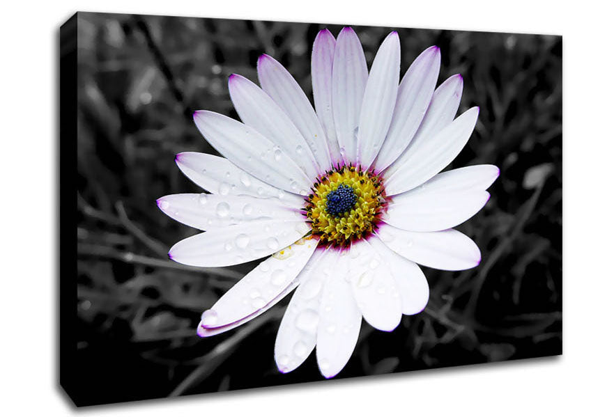 White Daisy On B n W Canvas Wall Art